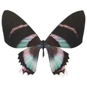 Obojstranný motýľ Vivi Gade - 20 ks